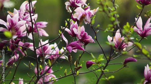 pink flowers in the garden