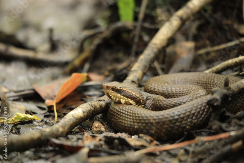 Bild auf Leinwand Water Moccasin Ambush