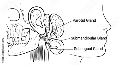 Anatomical Diagram of Human Salivary Glands