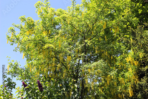 Golden Chain tree Laburnum blooming with yellow flowers against blue sky in spring garden