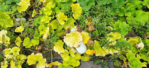 Benincasa hispida is growing in the garden. Some plants have yellow leaves due to nutrient deficiency (leaves appear pale yellow throughout) or overwatering (waterlogged roots). Cucurbitaceae fruit
