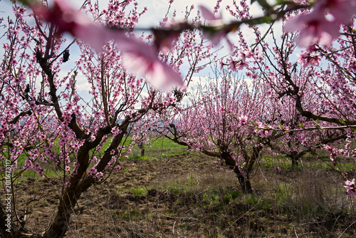 A blooming peach orchard. Beautiful trees bloomed in spring . Pink delicate flowers on the branches. Authentic spring landscape with blue sky and clouds. The concept of gardening, growing peaches.