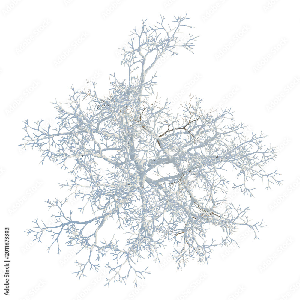 Fototapeta premium Fraxinus chinensis tree plan, top view, cutout, transparent background, isolate, Detailed close-up of intricate tree branch structure, natural pattern, detailed texture
