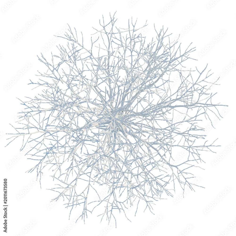 Obraz premium Metasequoia glyptostroboides tree plan, top view, cutout, transparent background, isolate, Delicate Coral Branch Close-Up, Macro Photography, Underwater Texture, Natural Detail