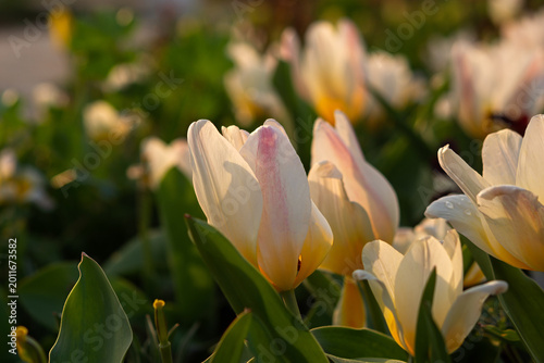 Spring flowers tulips close-up in the garden. Bright multicolored background in the sunlight. Full frame with blurred background. The concept of a holiday, Mother's Day, women's day. Landscaping parks