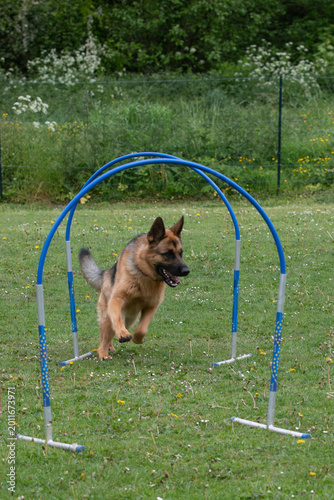 Fotografie German shepherd running through blue agility hoops outdoors