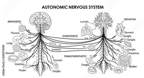 Autonomic Nervous System Diagram Showing Sympathetic and Parasympathetic Pathways