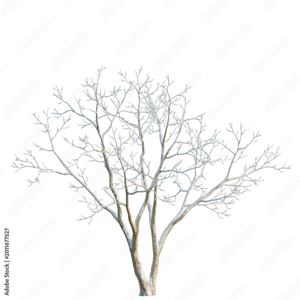 Fototapeta premium Acer saccharum tree, elevation, front view, cutout, transparent background, isolate, Stylized Tree Branch Silhouette, Decorative Element for Design, Vector Illustration