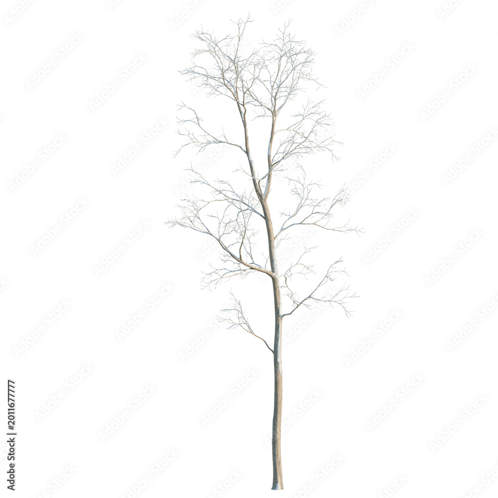 Obraz premium Alnus cremastogyne tree, elevation, front view, cutout, transparent background, isolate, Bare tree trunk close up, detailed texture, natural winter season, hd, hdri, nature, forest