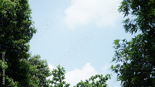 Schilderij op canvas Green leaves of a tree against a blue sky background from a lower angle