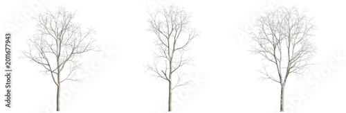Tableau sur toile Alnus cremastogyne tree, elevation, front view, cutout, transparent background,