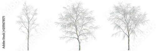 Konstfotografi Betula platyphylla tree, elevation, front view, cutout, transparent background,