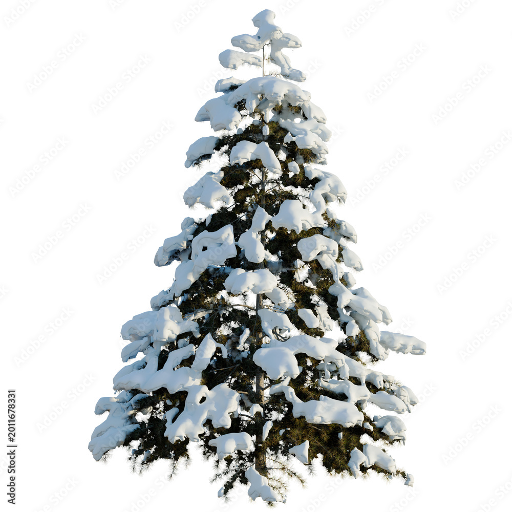 Obraz premium Cedrus deodara tree, elevation, front view, cutout, transparent background, isolate, Snow-covered pine tree in winter forest, nature, detailed, frosty landscape, peaceful scenery