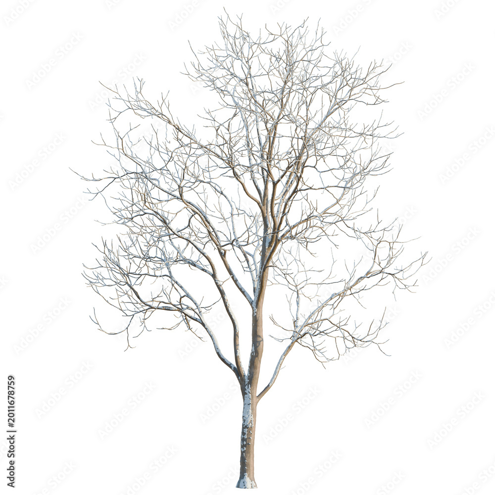 Obraz premium Melia azedarach tree, elevation, front view, cutout, transparent background, isolate, Bare tree branches on a winter day, minimalist design, natural elements, elegant illustration.