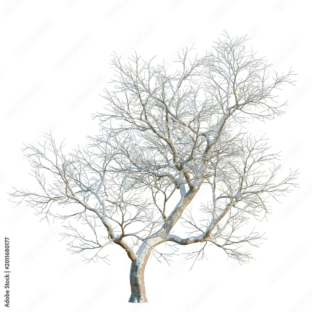 Fototapeta premium Ulmus davidiana tree, elevation, front view, cutout, transparent background, isolate, Bare Tree Branches in Winter, Detailed Texture, Natural Elements, Botanical Illustration, Minimalist Design