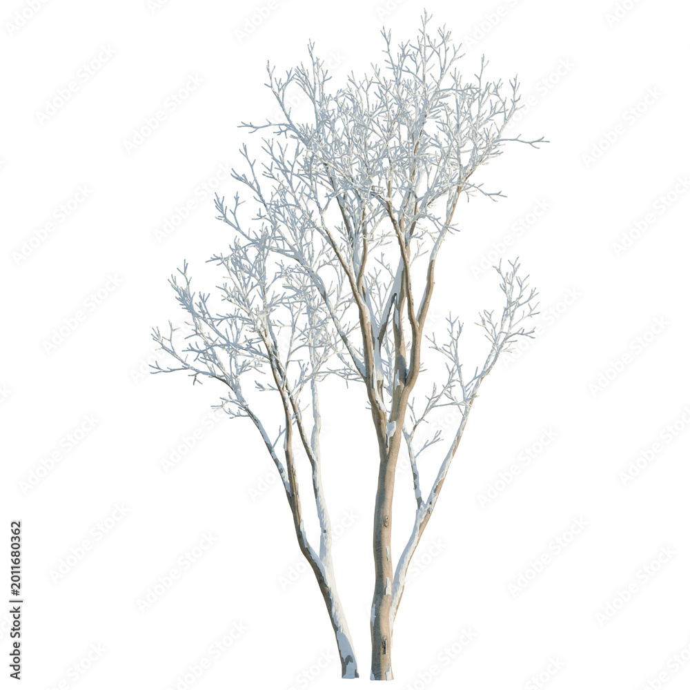 Obraz premium Ulmus pumila tree, elevation, front view, cutout, transparent background, isolate, Minimalist tree silhouette, a calming nature symbol, serene and peaceful design, zen art.