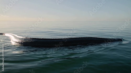 A small fictional sea snake swimming across calm ocean water in soft evening light with minimal peaceful atmosphere - tiny aquatic creature gliding on surface - fantasy wildlife and mystery concept