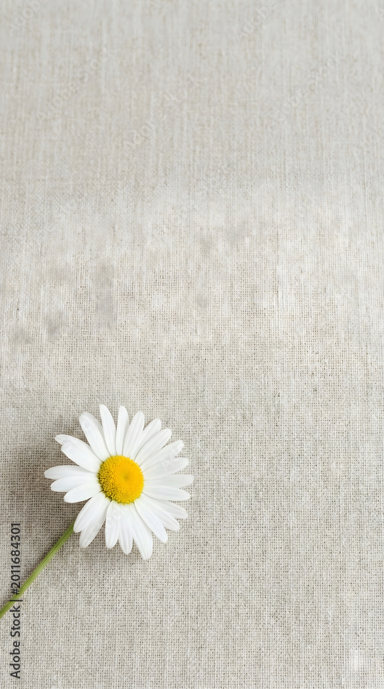 Obraz premium Minimalist floral background with white daisy on beige linen canvas, organic eco-friendly concept, top view vertical layout.