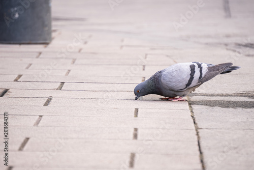 Urban pigeon pecking on tiled pavement in a quiet street scene. Minimal city wildlife composition with soft perspective, natural behavior and calm atmospheric mood.