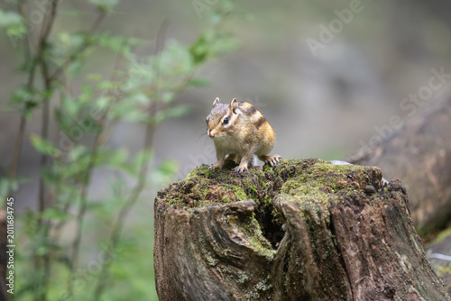 Chipmunk on tree stump in soft green forest