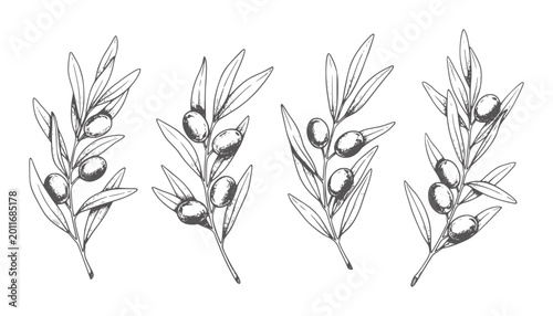 Four line olive branches with dark olives fruit plant