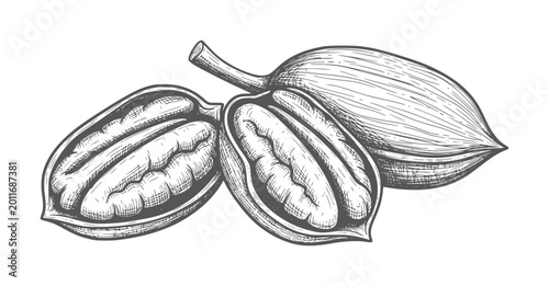 Hand drawn of three pecans one split open showing the nut food vintage organic