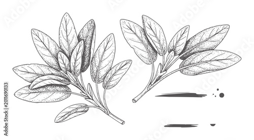 Two line sprigs of sage leaves white herb botanical