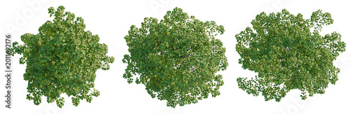 Billede på lærred Cornus florida tree plan, top view, cutout, transparent background, isolate, Det