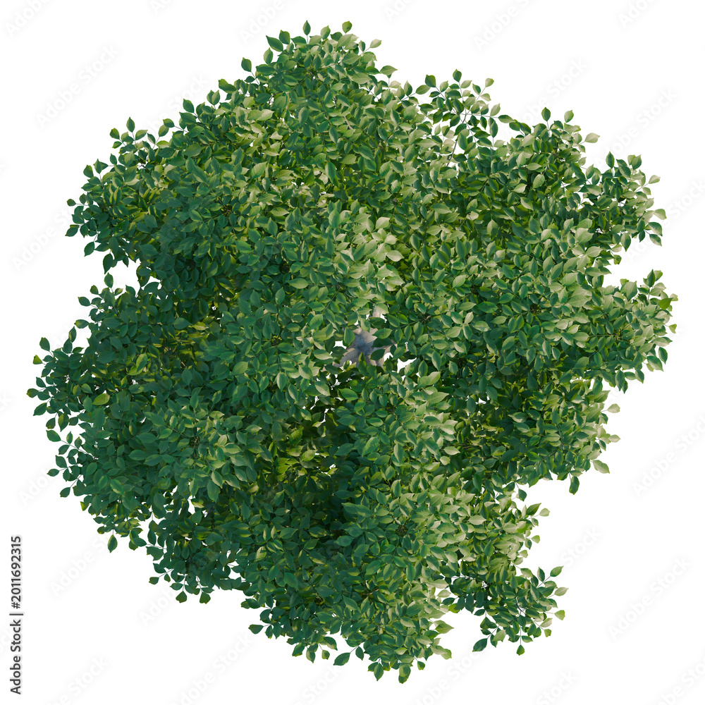 Obraz premium Fraxinus tree plan, top view, cutout, transparent background, isolate, Realistic Lush Green Tree with Detailed Leaves - Perfect for Nature and Landscape Designs