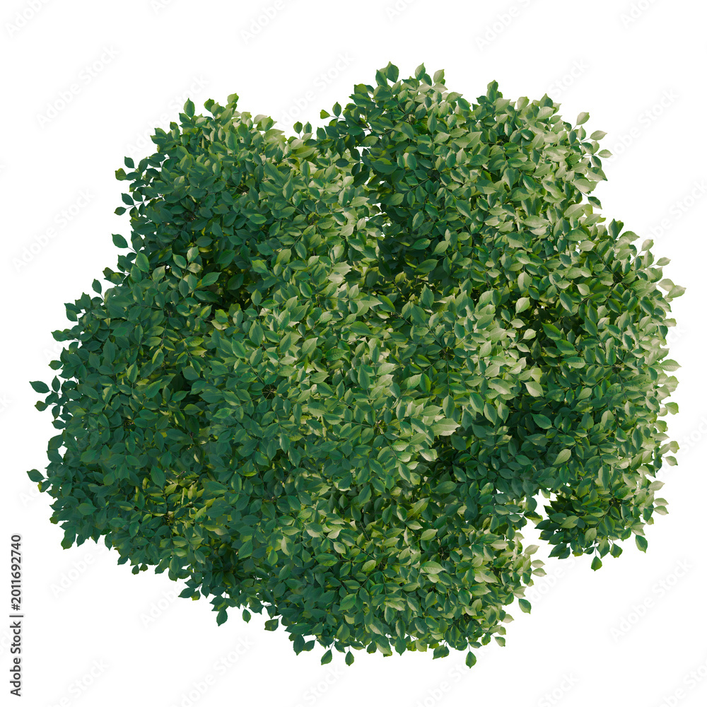 Obraz premium Fraxinus tree plan, top view, cutout, transparent background, isolate, Detailed Greenery Aerial View: Lush Foliage Canopy with Intricate Texture and Natural Detail