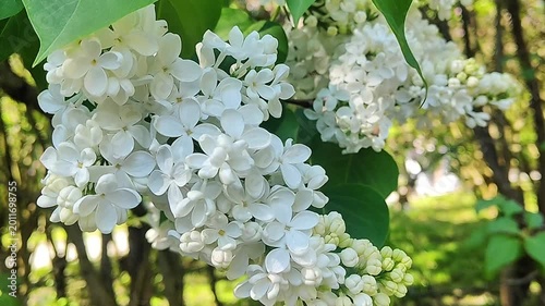 Close-up of delicate white lilac blossoms swaying gently in the spring breeze