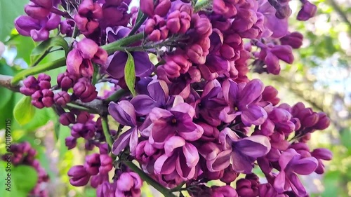 Close-up of vibrant purple lilac blossoms in full bloom during springtime