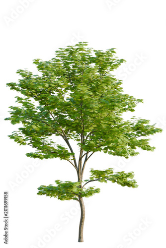 Fotografie Acer Shirasawanum tree, elevation, front view, cutout, transparent background, i