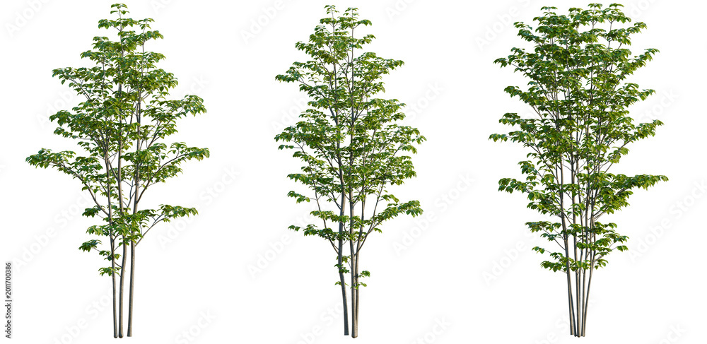 Fototapeta premium Cornus florida tree, elevation, front view, cutout, transparent background, isolate, Lush Green Maple Tree Branches with Vibrant Foliage, Detailed Leaves, Nature Scene
