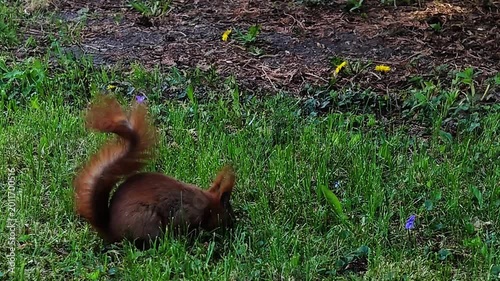 Red squirrels foraging in lush green grass with small purple flowers