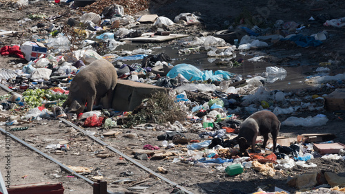 pigs feeding on garbage. poverty.