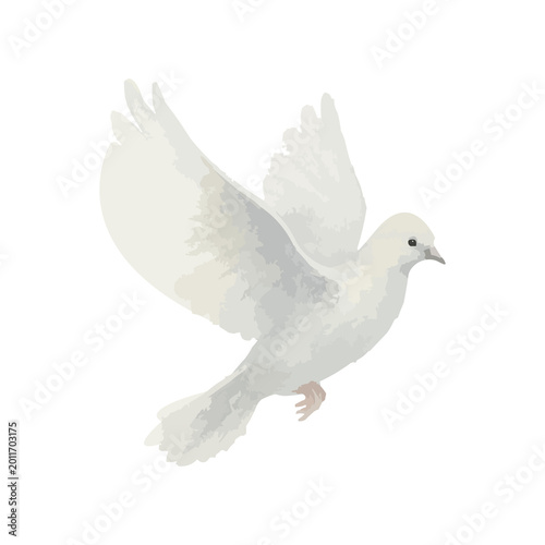 watercolor dove
