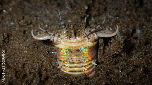 Photos Bobbit worm