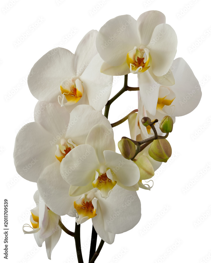 Obraz premium White orchid flowers with an orange-yellow interior (lip), a close-up of a phalaenopsis, a popular houseplant. It is associated with purity, elegance, and respect. Conceptual photo.