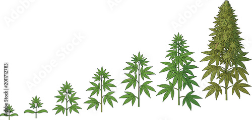 Photos Cannabis Plant Growth Stages Vector Design Showing Different Phases of Marijuana
