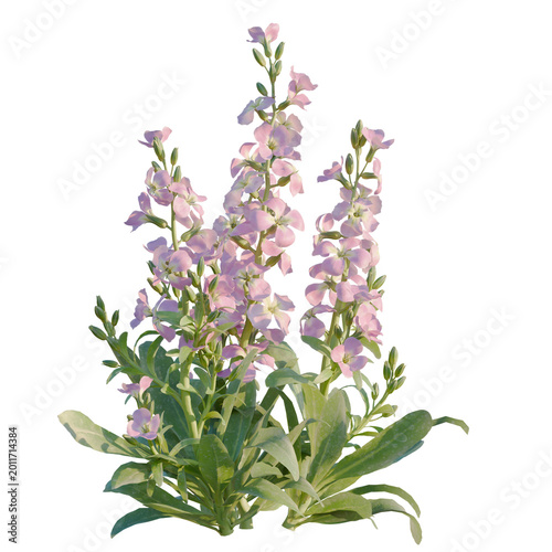 Valokuva Matthiola incana tree, elevation, front view, cutout, transparent background, isolate, Delicate pink snapdragon flowers with green leaves, close-up macro photography for spring floral design