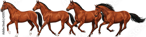 Foto Dynamic sequence of a brown bay horse running and galloping in four stages of motion vector illustration