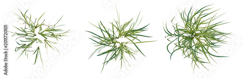 Photography Acorus calamus tree plan, top view, cutout, transparent background, isolate, Del