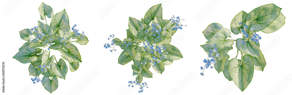 Fototapeta premium Brunnera macrophylla tree plan, top view, cutout, transparent background, isolate, Delicate Forget-Me-Not Flowers Close-Up, Detailed Floral Still Life Photography