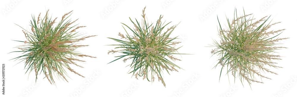 Fototapeta premium Calamagrostis acutiflora tree plan, top view, cutout, transparent background, isolate, Delicate Ornamental Grasses, Textured Background, Natural Elements, Rustic Decor, Soft Focus, Serene Scene