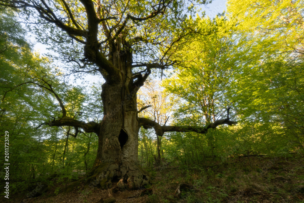 Fototapeta premium Urwald Sababurg