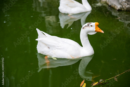 Obraz na płótnie Wanxi white geese