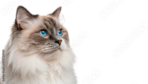Εκτύπωση καμβά Beautiful fluffy ragdoll cat with blue eyes sitting calmly for pet breed and dom