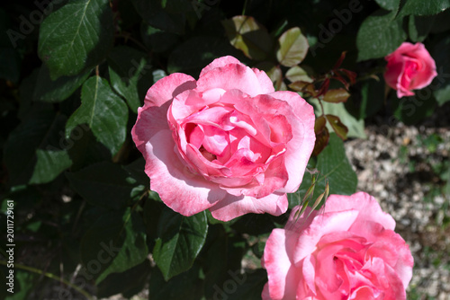 Foto Rosas de color rosa pálido en el jardín con follaje verde oscuro.