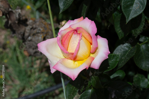 Schilderij op canvas Rosa bicolor con bordes rosa pálido y centro amarillo en primer plano